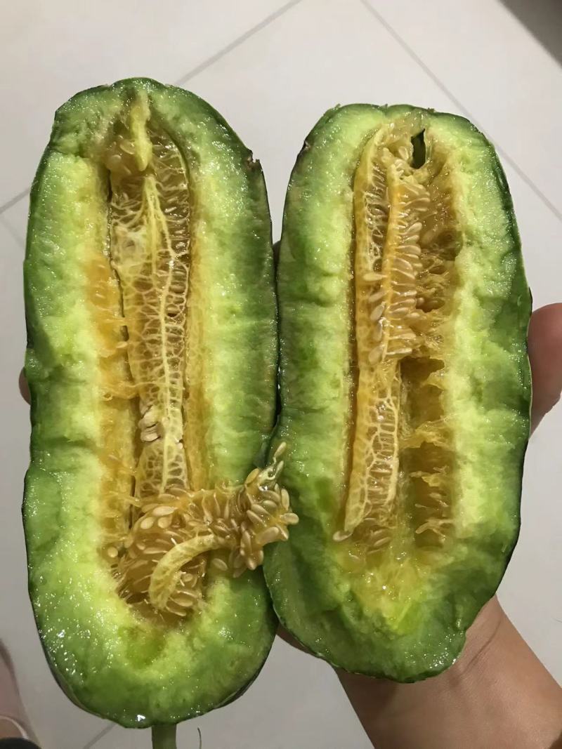精品博洋9号大量上市‼️产地直销品质保证‼️