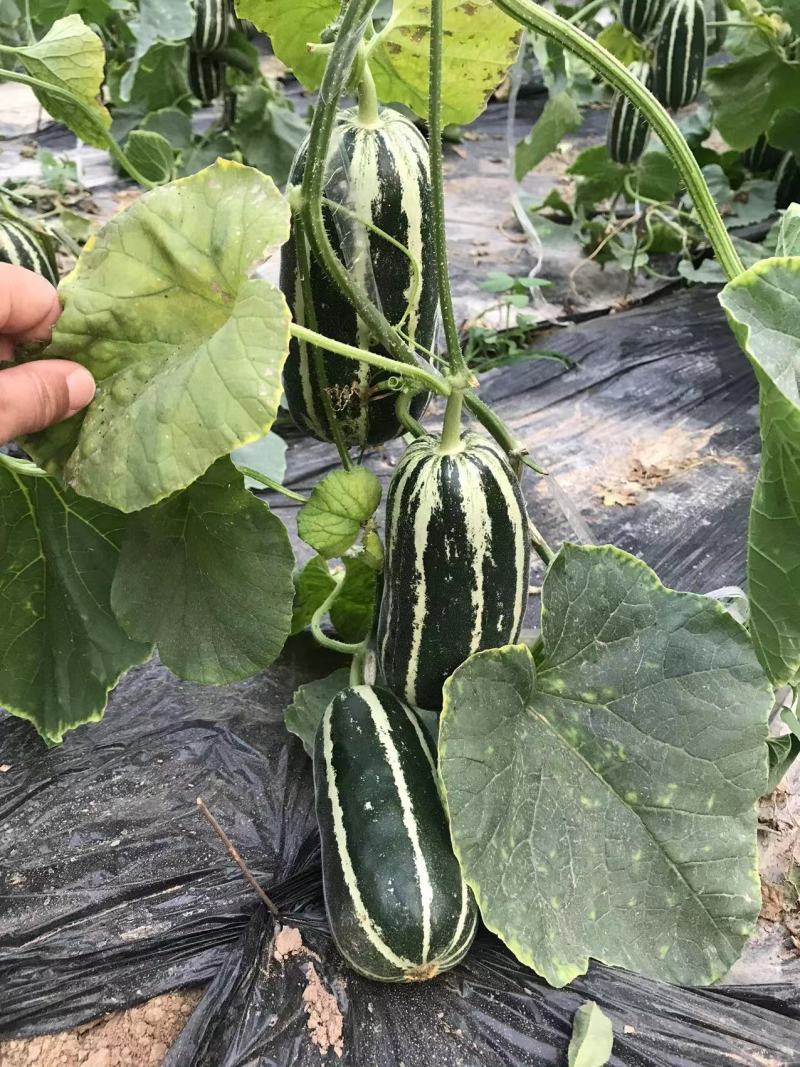 精品博洋9号大量上市‼️产地直销品质保证‼️
