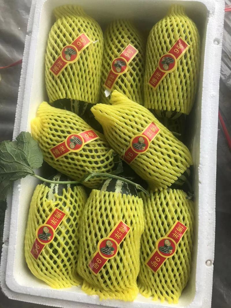 精品博洋9号大量上市‼️产地直销品质保证‼️