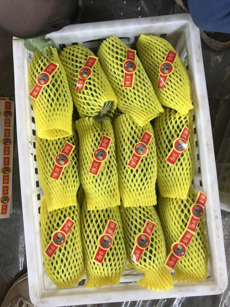 精品博洋9号大量上市‼️产地直销品质保证‼️