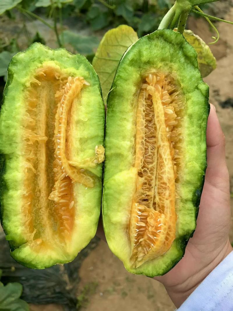 精品博洋9号大量上市‼️产地直销品质保证‼️