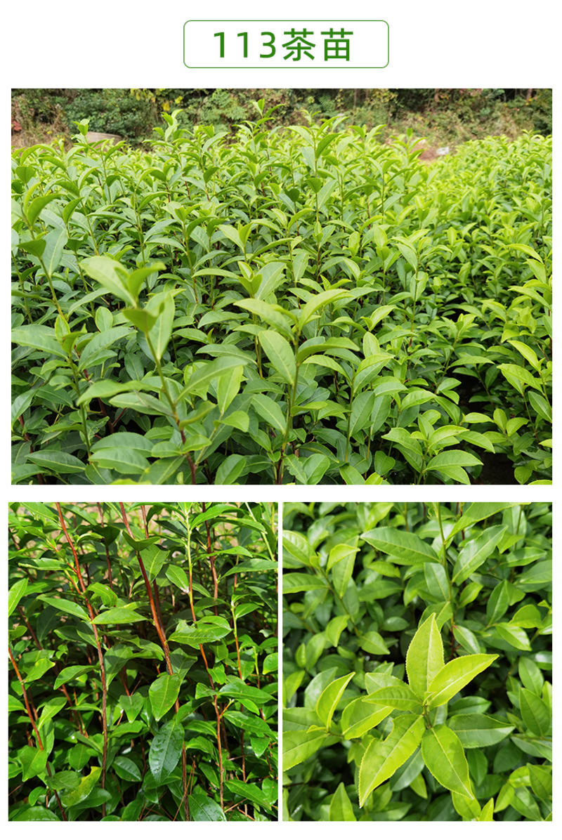 浙江基地直销茶树苗金牡丹产地直发量大从优，品种正