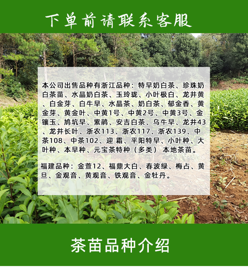 【店长推荐】安吉奶白茶树苗基地直发品类齐全对接批发商