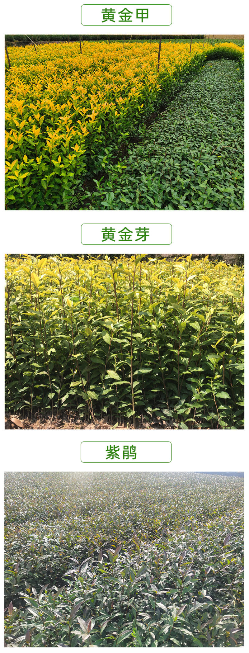 中茶108茶树苗龙井系列茶苗品种齐全绿茶扁碧螺春茶树苗