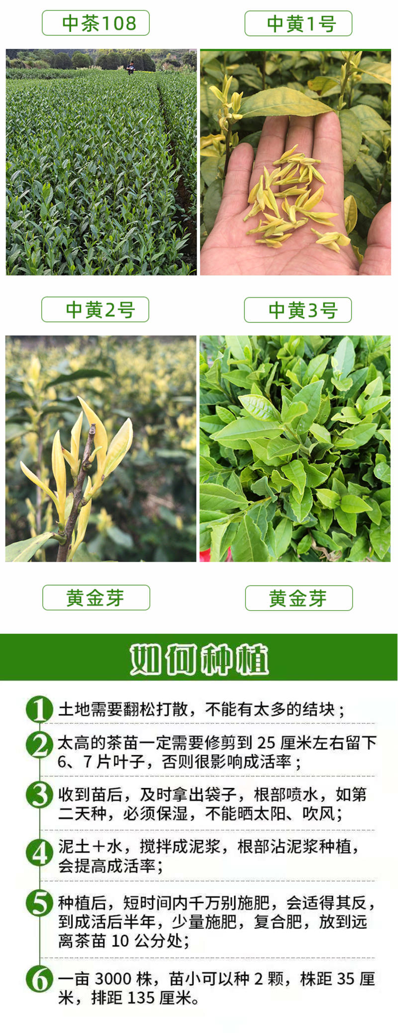 中茶108茶树苗龙井系列茶苗品种齐全绿茶扁碧螺春茶树苗