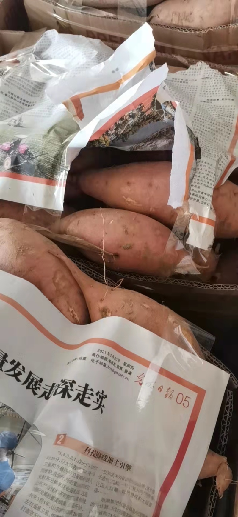 【精品】红薯，地瓜，西瓜红，龙薯九号，电商，超市，