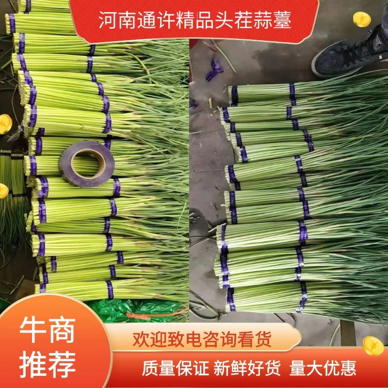 【推荐】蒜苔，通许精品蒜苔，22年新鲜头茬好货，欢迎咨询