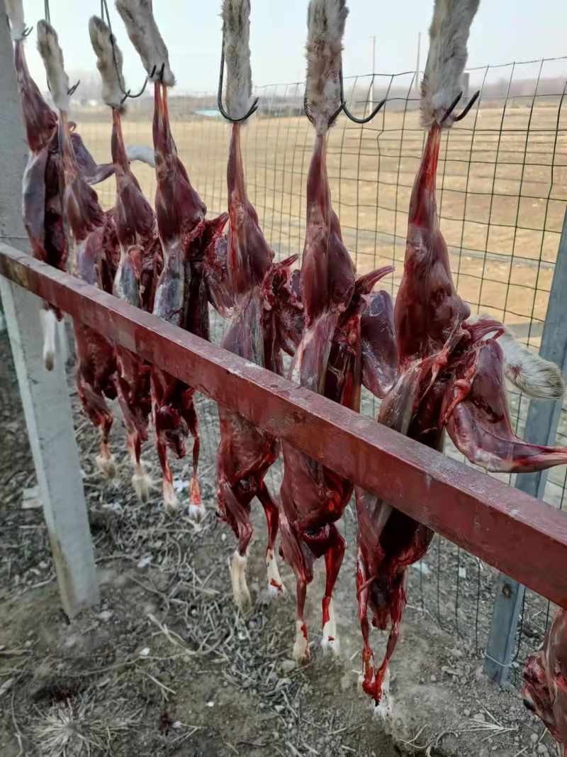 【精品】特色风干兔肉热卖中物美价廉全国发货欢迎致电