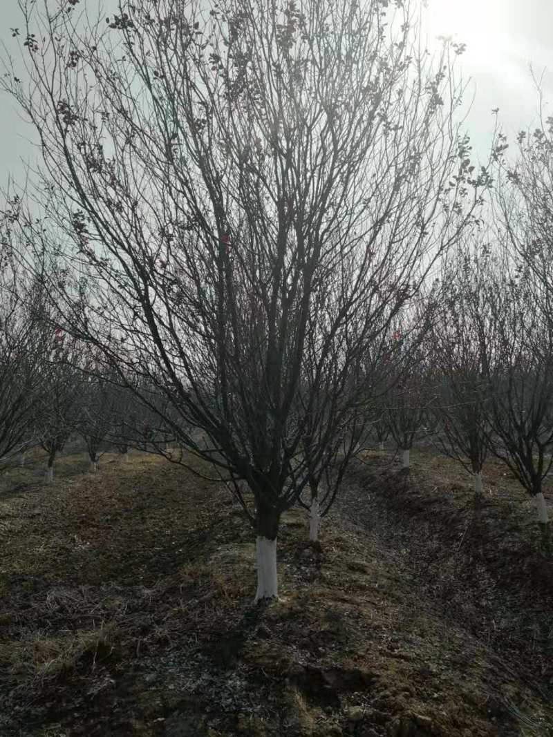 14公分红叶李15公分红叶李价格，基地批发