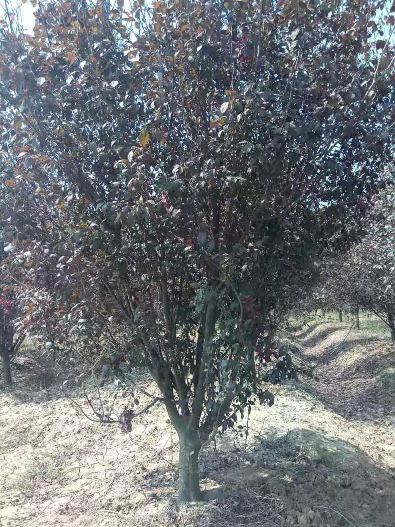 14公分红叶李15公分红叶李价格，基地批发