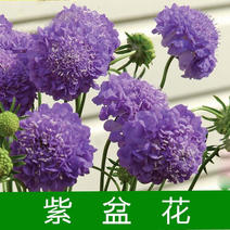 轮峰菊种子紫盆花松虫草山萝卜种子四季观赏花庭院阳台景观花