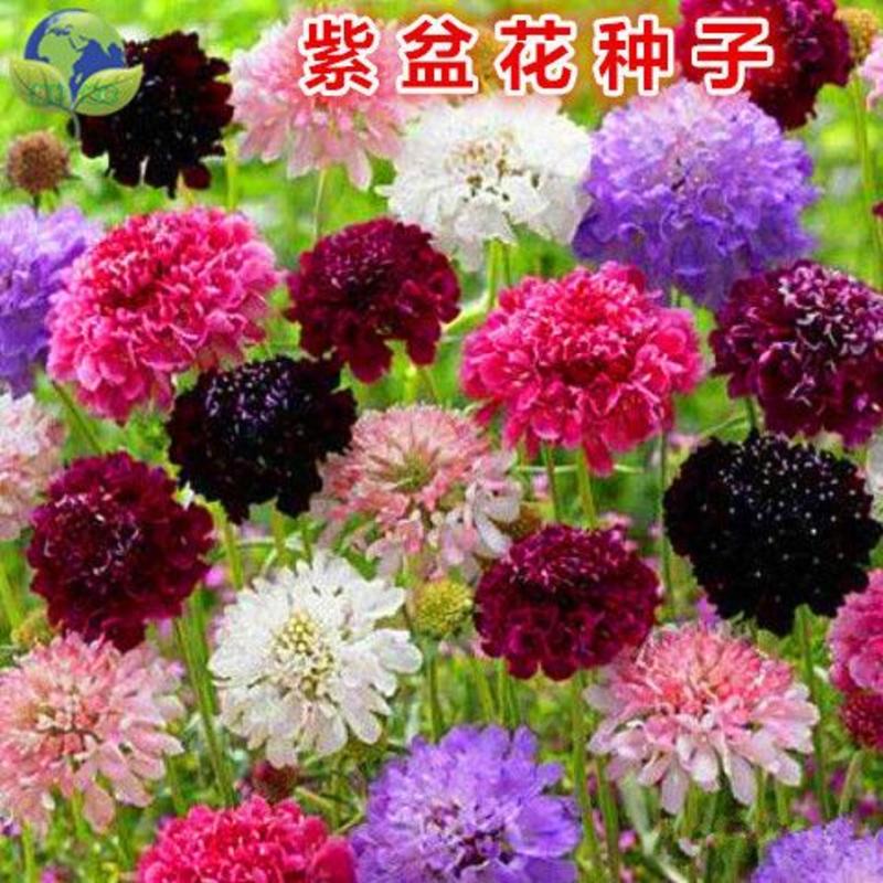 轮峰菊种子紫盆花松虫草山萝卜种子四季观赏花庭院阳台景观花