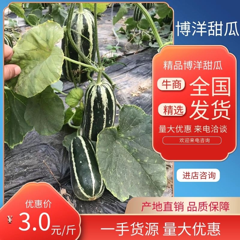 精品博洋9号大量上市‼️产地直销品质保证‼️