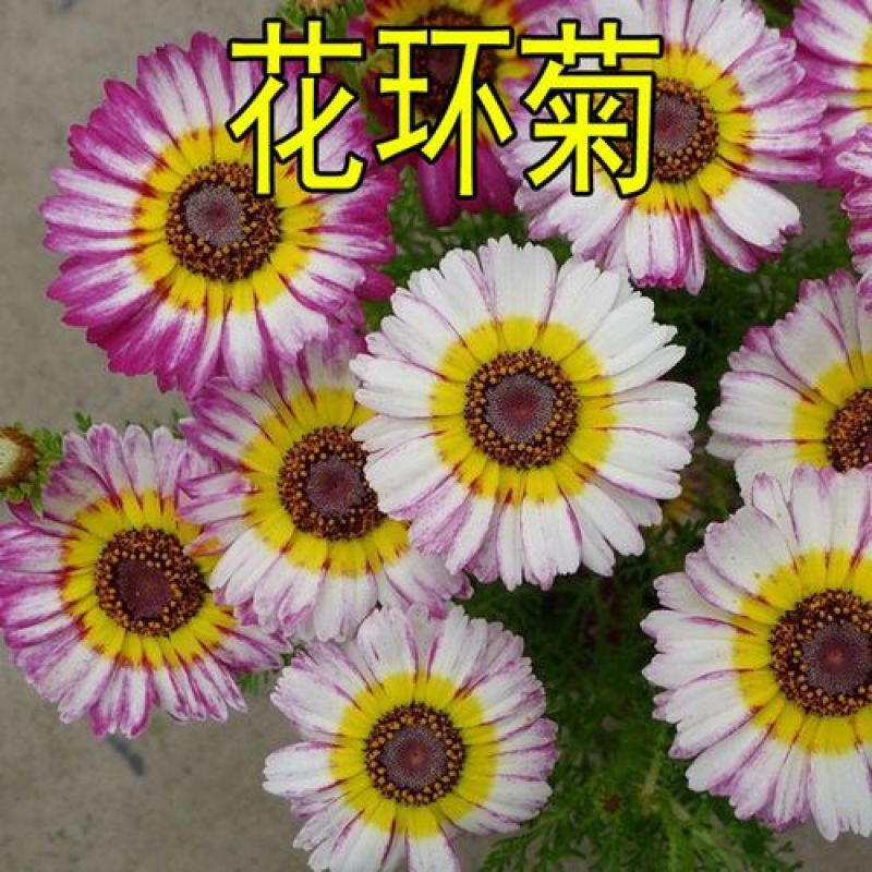 花环菊种子三色菊花种混色花四季易种易活景观花海庭院道路公