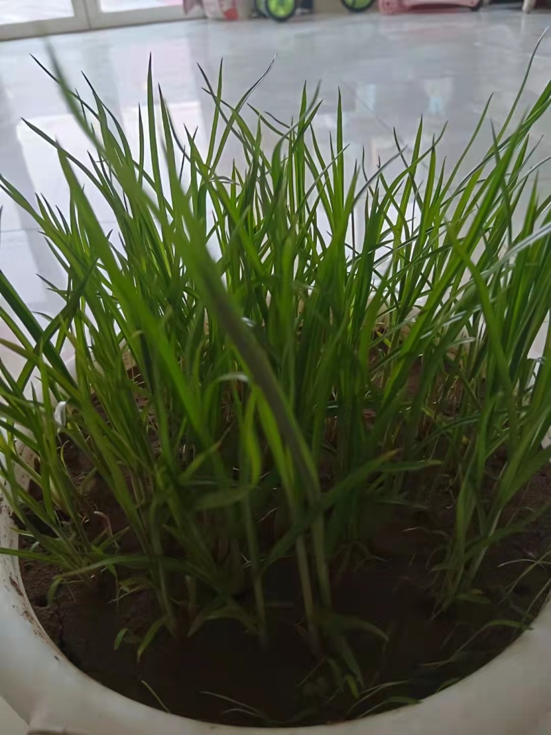 【种子豆】农家自种精品大颗粒产地直销晶地达油莎豆