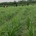 【种子豆】农家自种精品大颗粒产地直销晶地达油莎豆