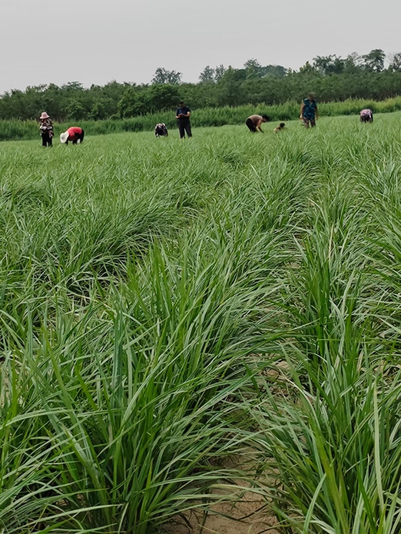【种子豆】农家自种精品大颗粒产地直销晶地达油莎豆