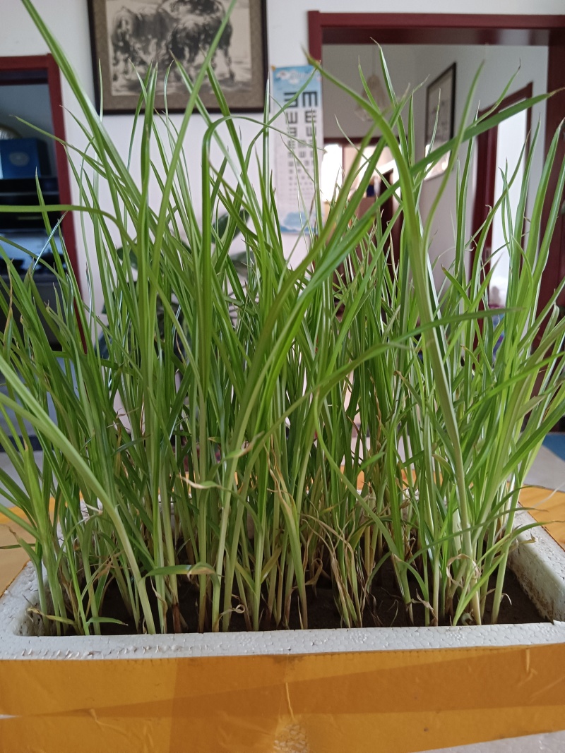 【种子豆】农家自种精品大颗粒产地直销晶地达油莎豆
