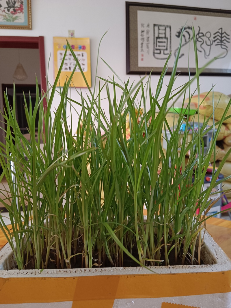 【种子豆】农家自种精品大颗粒产地直销晶地达油莎豆