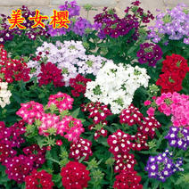美女樱种子四季易种易活庭院盆栽园林景观工程绿化花卉提供种