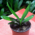 君子兰带花苞盆栽小苗室内花卉植物圆头好养大小苗花卉苗植物