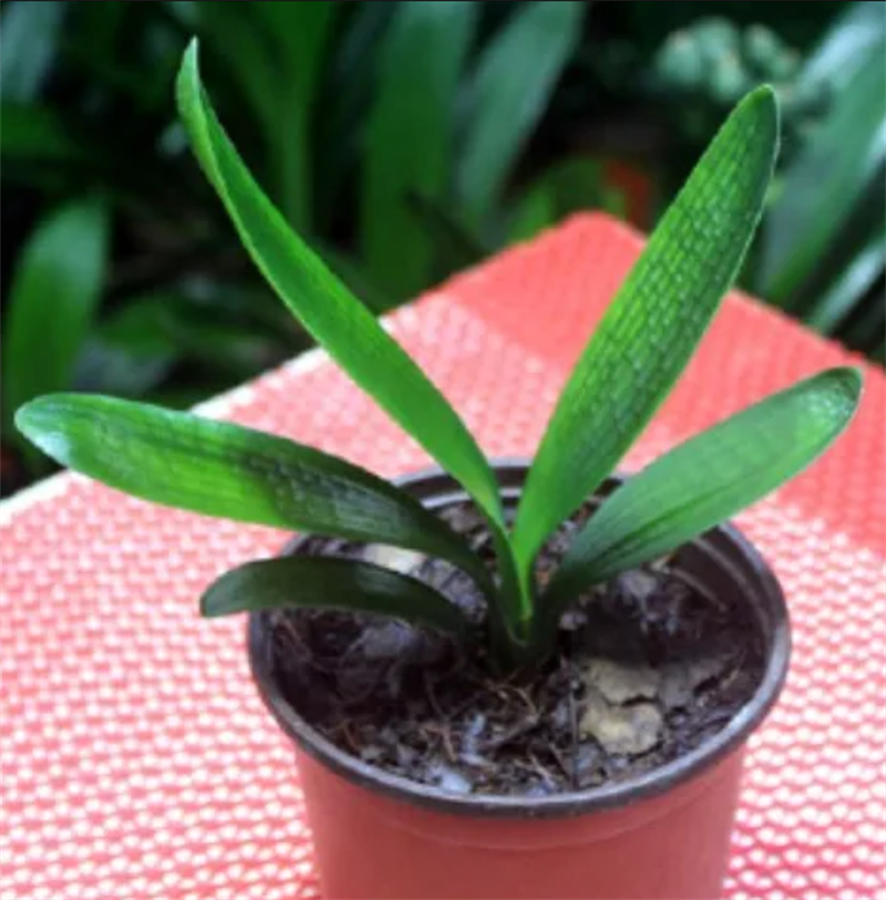 君子兰带花苞盆栽小苗室内花卉植物圆头好养大小苗花卉苗植物