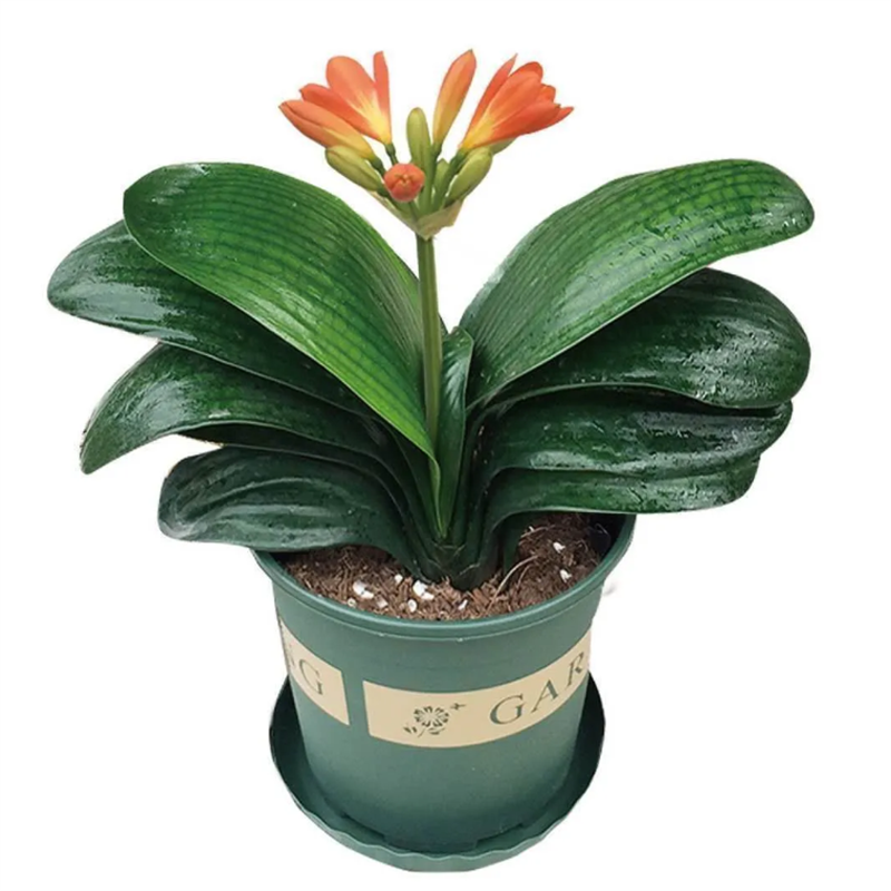 君子兰带花苞盆栽小苗室内花卉植物圆头好养大小苗花卉苗植物