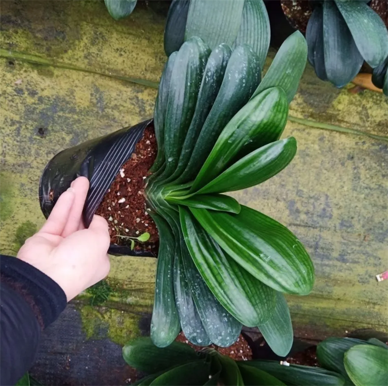 君子兰带花苞盆栽小苗室内花卉植物圆头好养大小苗花卉苗植物