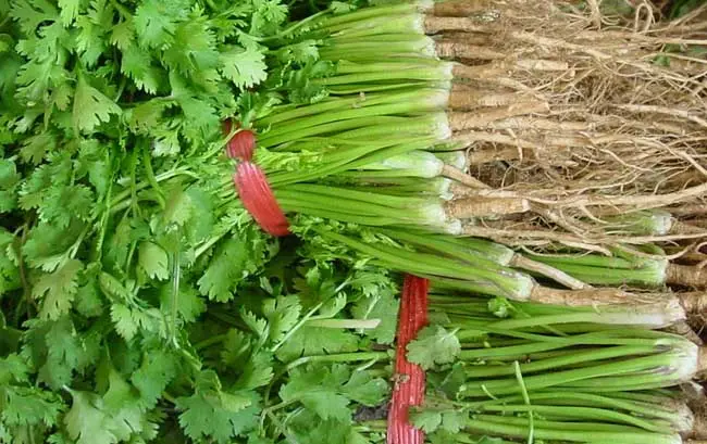 香菜植株整体图