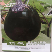 黑亮茄种子大果形罐茄子种籽抗病高产口味佳圆茄子种子耐贮运