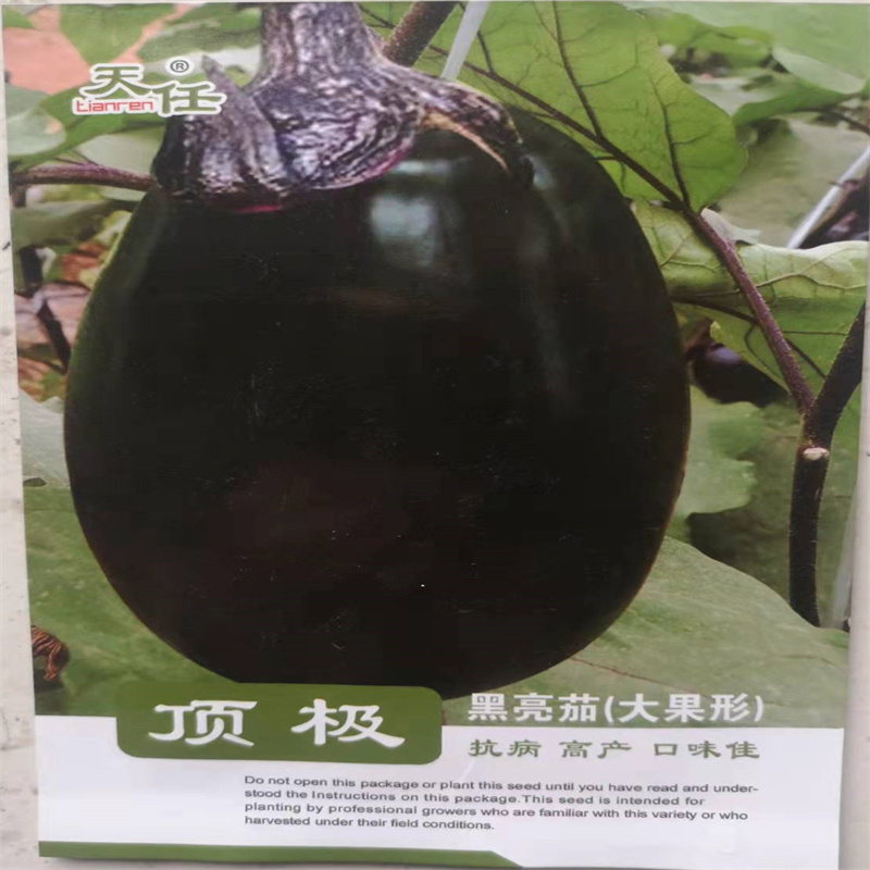 黑亮茄种子大果形罐茄子种籽抗病高产口味佳圆茄子种子耐贮运