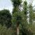 金丝楠木移植种植规格齐全提供技术20-40公分
