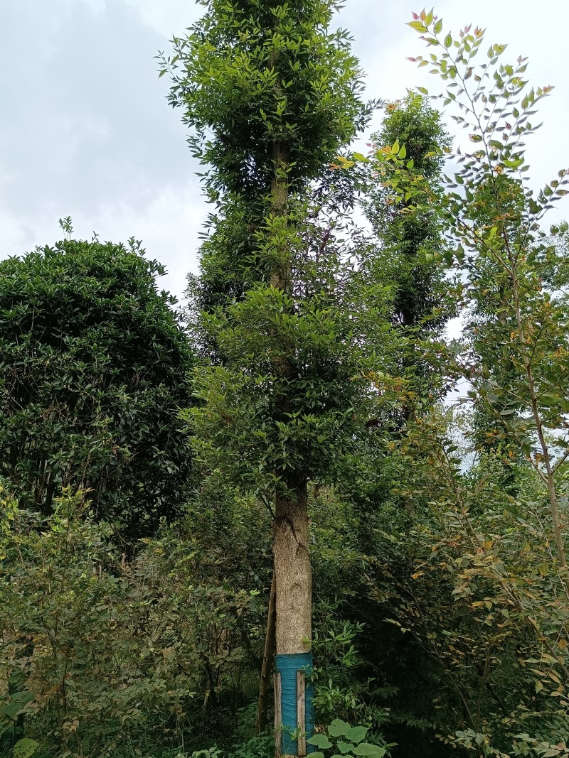 金丝楠木移植种植规格齐全提供技术20-40公分