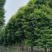 金丝楠木移植种植规格齐全提供技术20-40公分