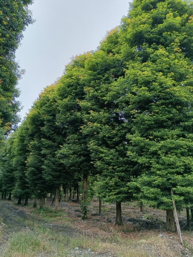 金丝楠木移植种植规格齐全提供技术20-40公分