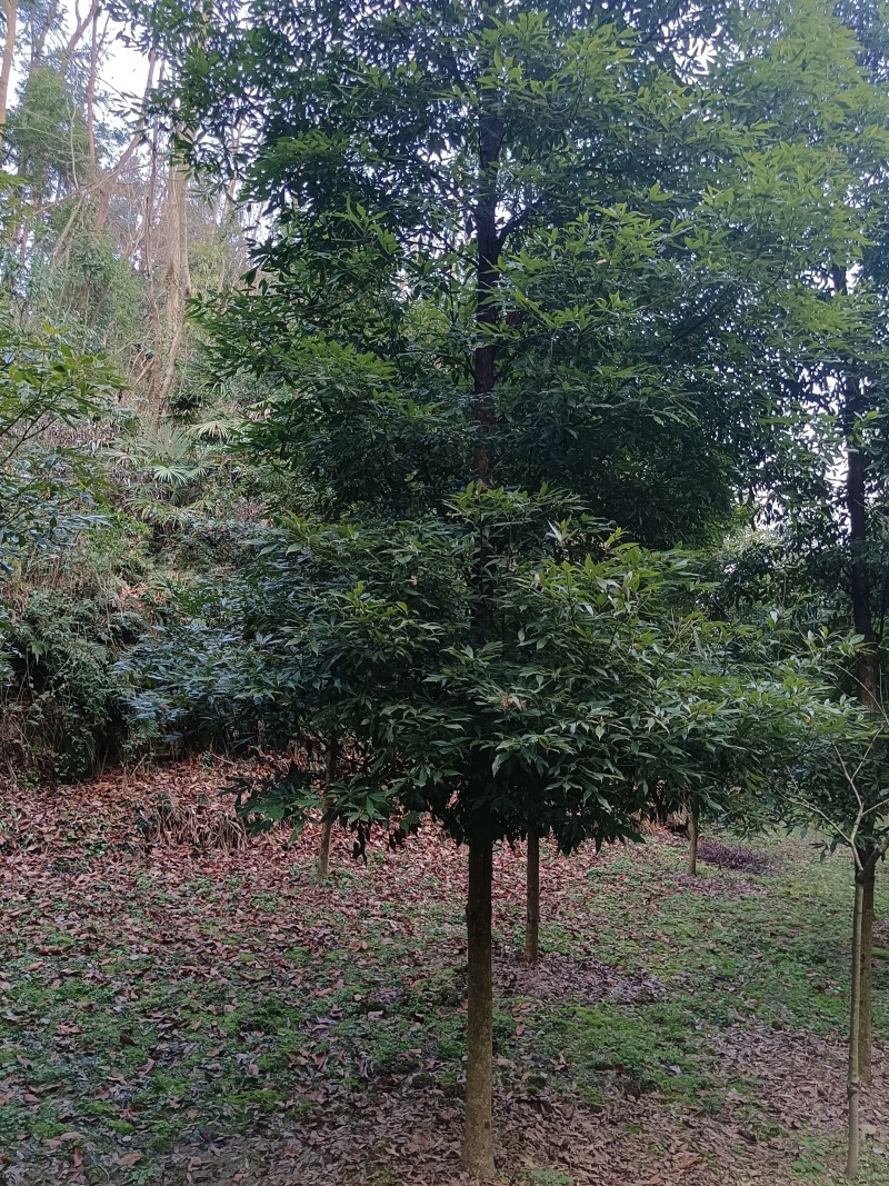 金丝楠木移植种植规格齐全提供技术20-40公分