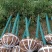 金丝楠木移植种植规格齐全提供技术20-40公分