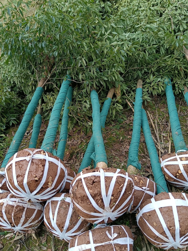金丝楠木移植种植规格齐全提供技术20-40公分