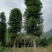 金丝楠木移植种植规格齐全提供技术20-40公分