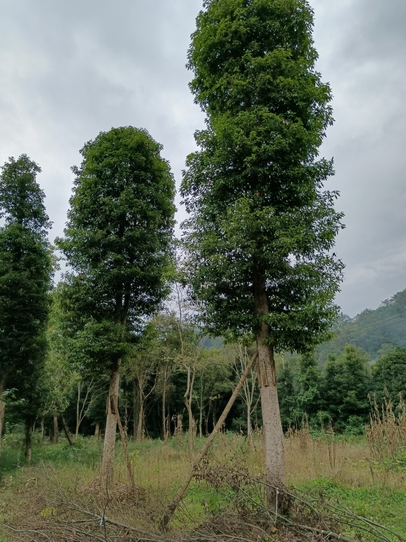 金丝楠木移植种植规格齐全提供技术20-40公分