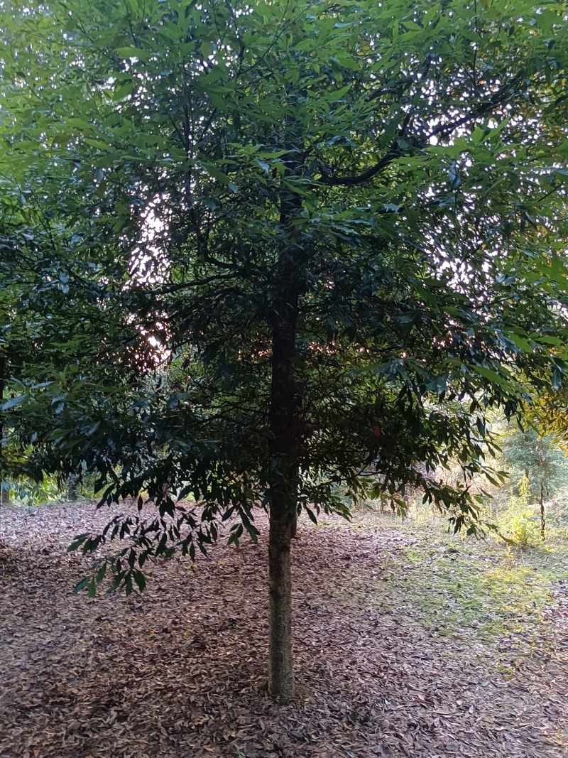 金丝楠木移植种植规格齐全提供技术20-40公分