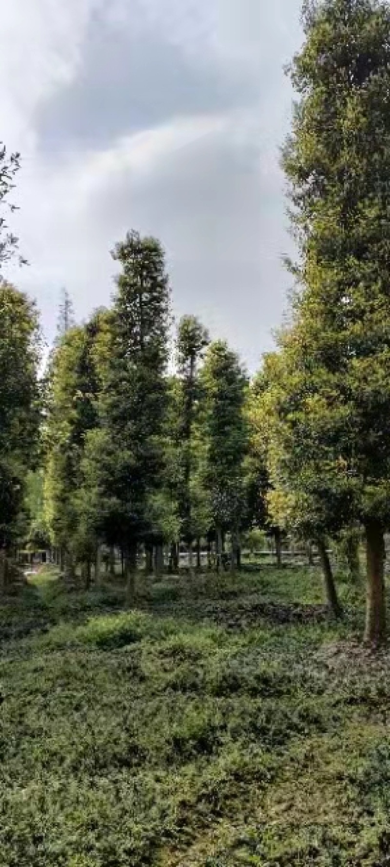 金丝楠木移植种植规格齐全提供技术20-40公分