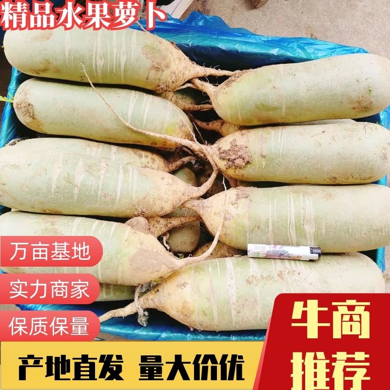 【精品】水果萝卜大量出售！全国发货，商超，电商，加工