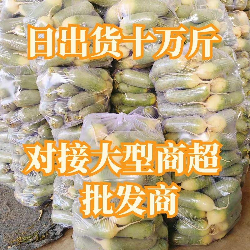 【精品】水果萝卜大量出售！全国发货，商超，电商，加工