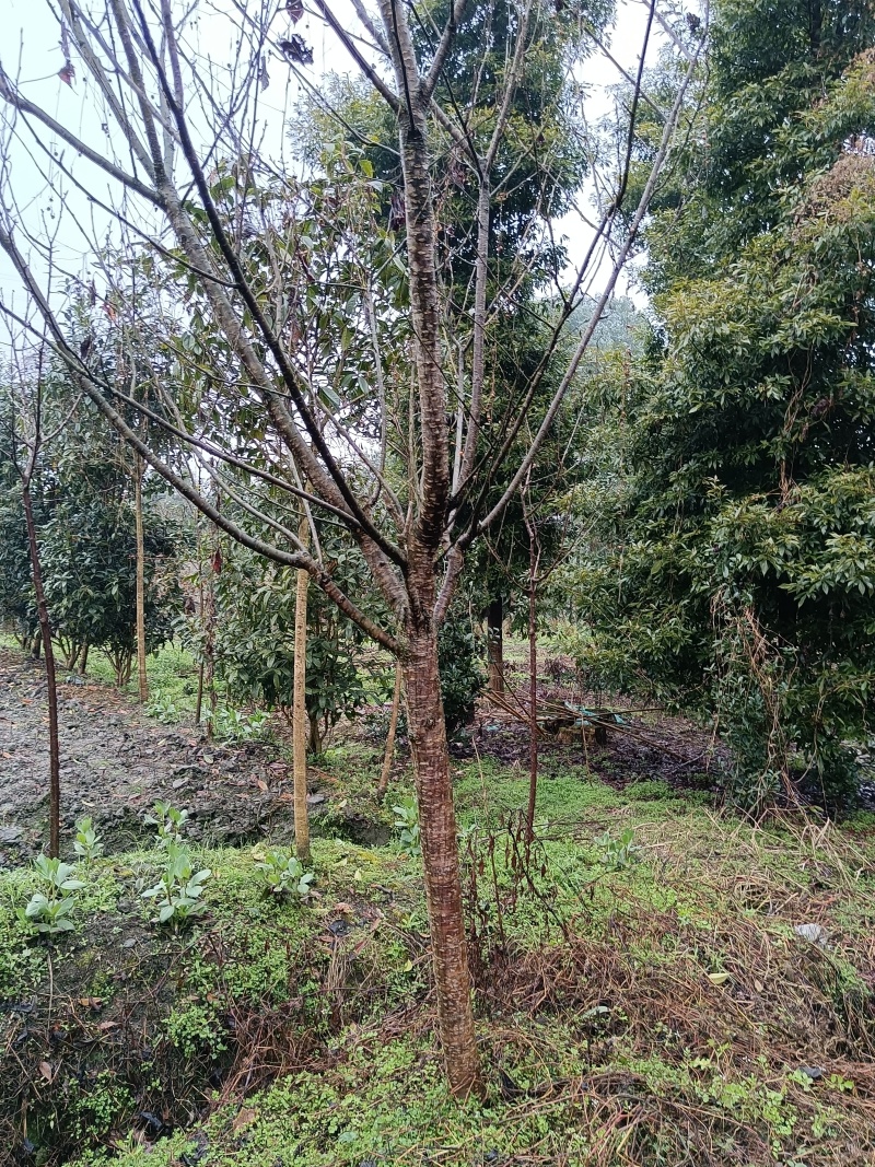 樱花树4公分-10公分规格齐全产地直发现挖现发