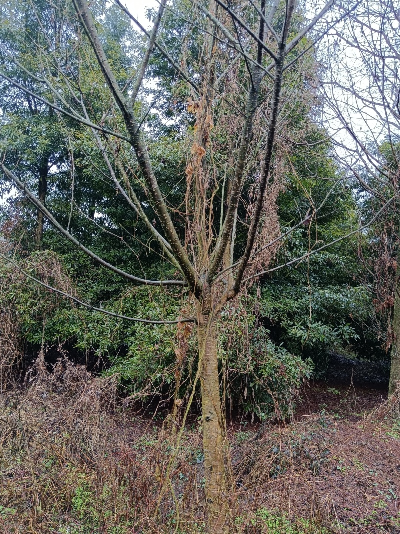 樱花树4公分-10公分规格齐全产地直发现挖现发