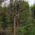樱花树4公分-10公分规格齐全产地直发现挖现发