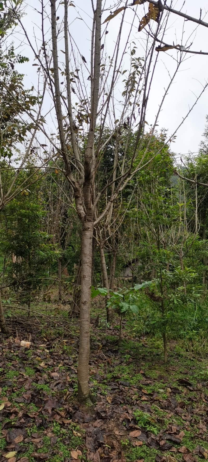 樱花树4公分-10公分规格齐全产地直发现挖现发