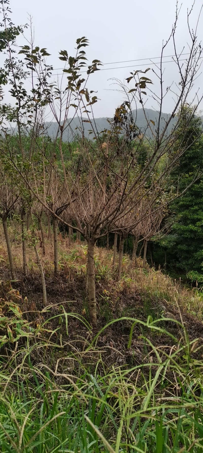 樱花树4公分-10公分规格齐全产地直发现挖现发