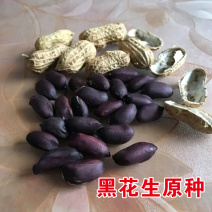 黑花生种子落花生种子带壳黑皮富硒黑花生种子高产春夏季早熟